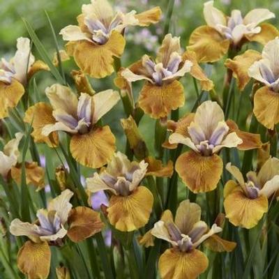 Iris sibirica 'Colonel Mustard'